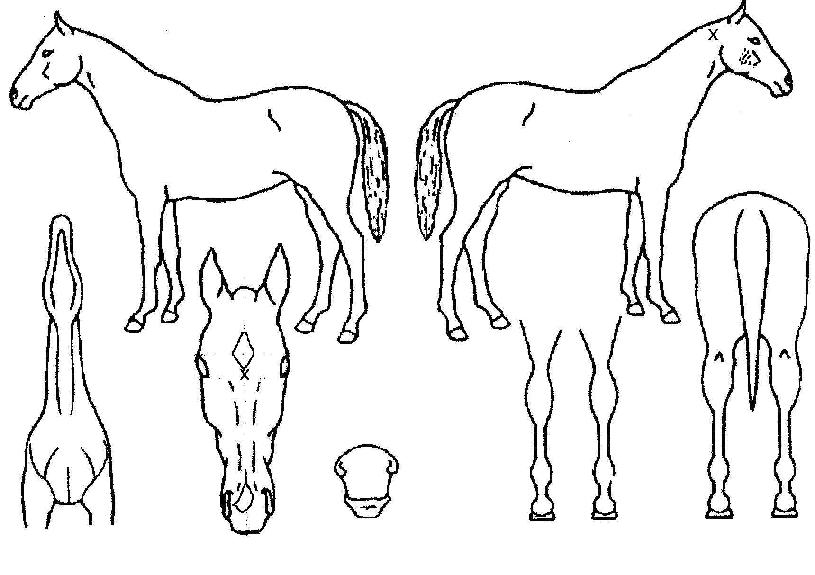 ¸ô¸®½º¿¡¾îÀÇ Ãø¸é,¿ì¸é,µÞ¸é,µÎ»ó,´Ù¸®ÀÇ Æ¯Â¡µµÇØ