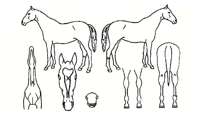 ºÎ¿¬µ¿ÀÇ Ãø¸é,¿ì¸é,µÞ¸é,µÎ»ó,´Ù¸®ÀÇ Æ¯Â¡µµÇØ