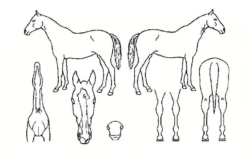 ¿ùµå¹èºíÀÇ Ãø¸é,¿ì¸é,µÞ¸é,µÎ»ó,´Ù¸®ÀÇ Æ¯Â¡µµÇØ