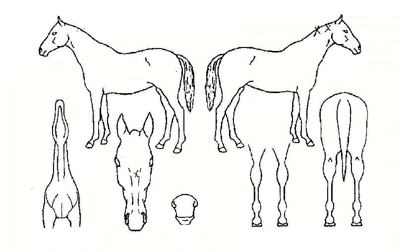 À̸ེÀÇ Ãø¸é,¿ì¸é,µÞ¸é,µÎ»ó,´Ù¸®ÀÇ Æ¯Â¡µµÇØ