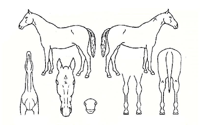 ³Ê¿¡°Ô·ÎÃÊ´ëÀÇ Ãø¸é,¿ì¸é,µÞ¸é,µÎ»ó,´Ù¸®ÀÇ Æ¯Â¡µµÇØ