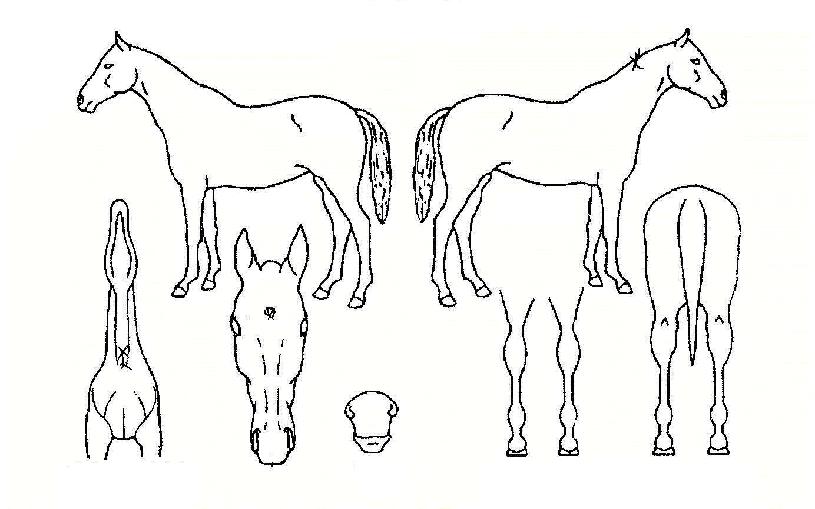 ºê¶ó¿îÁÖ¾óÀÇ Ãø¸é,¿ì¸é,µÞ¸é,µÎ»ó,´Ù¸®ÀÇ Æ¯Â¡µµÇØ