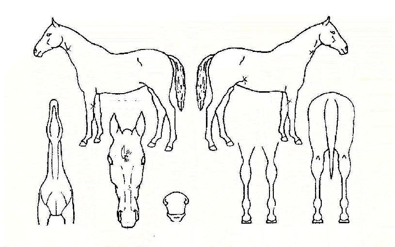 ´ç´ë¸í¼ºÀÇ Ãø¸é,¿ì¸é,µÞ¸é,µÎ»ó,´Ù¸®ÀÇ Æ¯Â¡µµÇØ