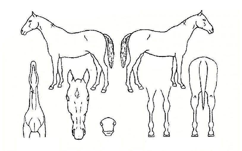 ¿ë°îÀÚ¸¶ÀÇ Ãø¸é,¿ì¸é,µÞ¸é,µÎ»ó,´Ù¸®ÀÇ Æ¯Â¡µµÇØ