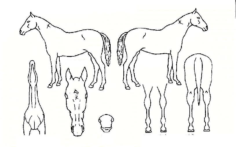 ÀºÆÄ³ª¶óÀÇ Ãø¸é,¿ì¸é,µÞ¸é,µÎ»ó,´Ù¸®ÀÇ Æ¯Â¡µµÇØ