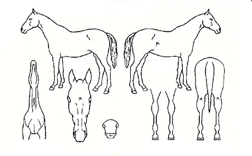 ÀÌÁö¶óÀÌ´õÀÇ Ãø¸é,¿ì¸é,µÞ¸é,µÎ»ó,´Ù¸®ÀÇ Æ¯Â¡µµÇØ