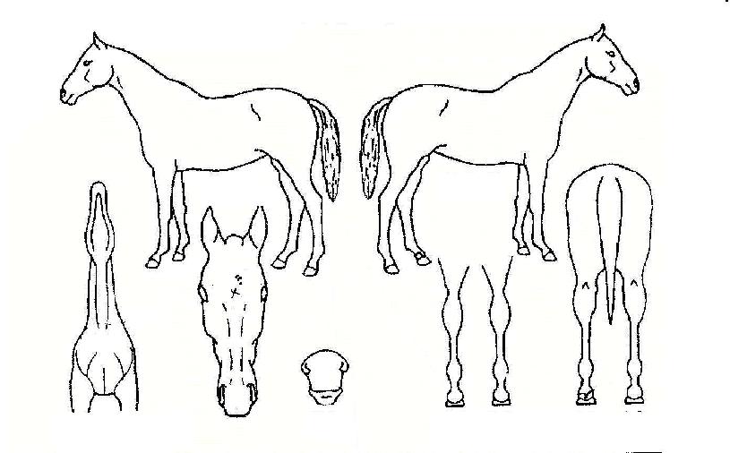 Â÷¹ÖºòÅÍÀÇ Ãø¸é,¿ì¸é,µÞ¸é,µÎ»ó,´Ù¸®ÀÇ Æ¯Â¡µµÇØ