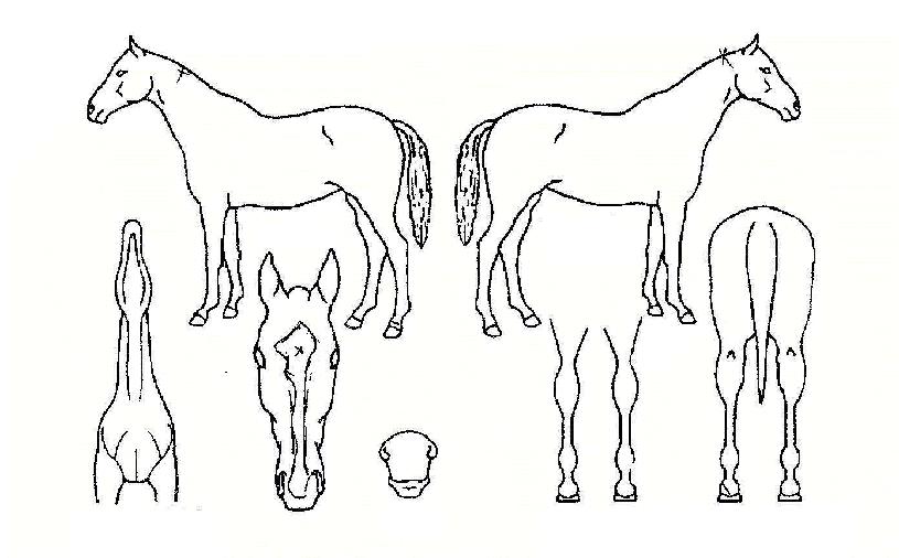 Äè¼ÓÇÔ´ëÀÇ Ãø¸é,¿ì¸é,µÞ¸é,µÎ»ó,´Ù¸®ÀÇ Æ¯Â¡µµÇØ