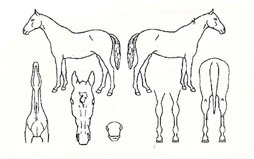 ÃʰdzÀÇ Ãø¸é,¿ì¸é,µÞ¸é,µÎ»ó,´Ù¸®ÀÇ Æ¯Â¡µµÇØ