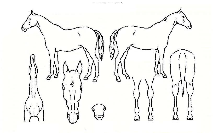 ±Ý³¶ÈÀÇ Ãø¸é,¿ì¸é,µÞ¸é,µÎ»ó,´Ù¸®ÀÇ Æ¯Â¡µµÇØ