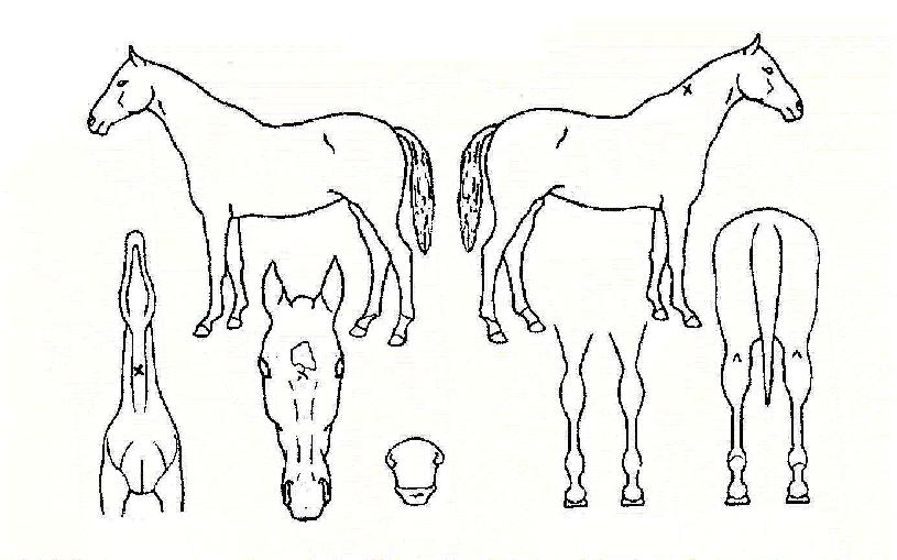 »õº®¹ø°³ÀÇ Ãø¸é,¿ì¸é,µÞ¸é,µÎ»ó,´Ù¸®ÀÇ Æ¯Â¡µµÇØ