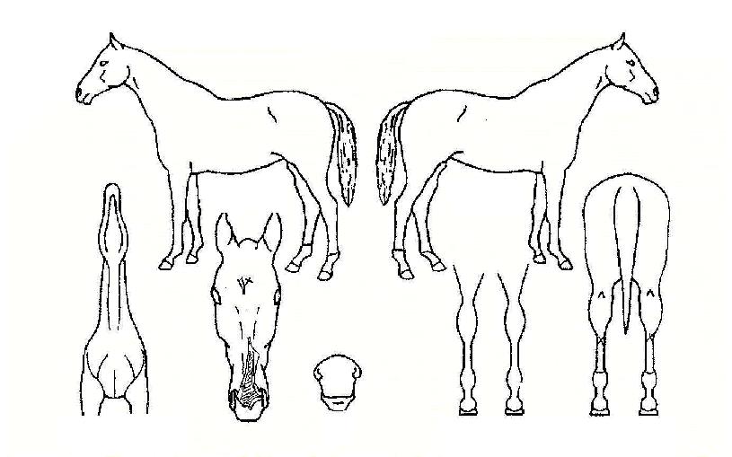 ¸®Ä¡ÇÁ¸°¼¼½ºÀÇ Ãø¸é,¿ì¸é,µÞ¸é,µÎ»ó,´Ù¸®ÀÇ Æ¯Â¡µµÇØ