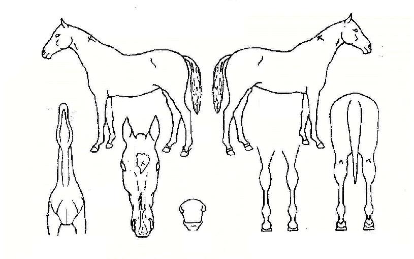 Àº»ç¶ûÀÇ Ãø¸é,¿ì¸é,µÞ¸é,µÎ»ó,´Ù¸®ÀÇ Æ¯Â¡µµÇØ