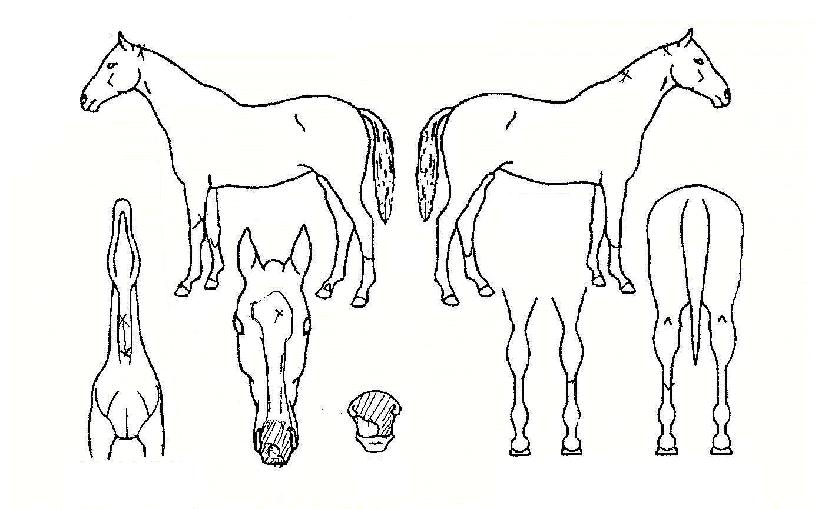 ´ÉÆÄ¹Ìº¸ÀÇ Ãø¸é,¿ì¸é,µÞ¸é,µÎ»ó,´Ù¸®ÀÇ Æ¯Â¡µµÇØ