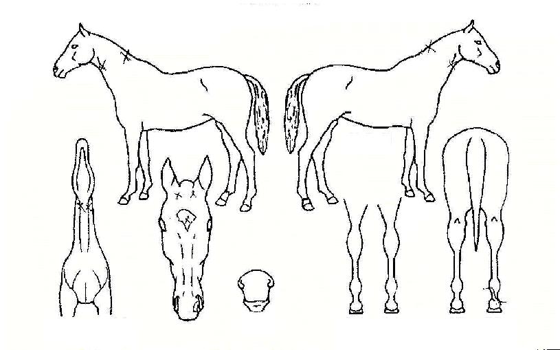 ³ª·çÇØ¿À¸§ÀÇ Ãø¸é,¿ì¸é,µÞ¸é,µÎ»ó,´Ù¸®ÀÇ Æ¯Â¡µµÇØ
