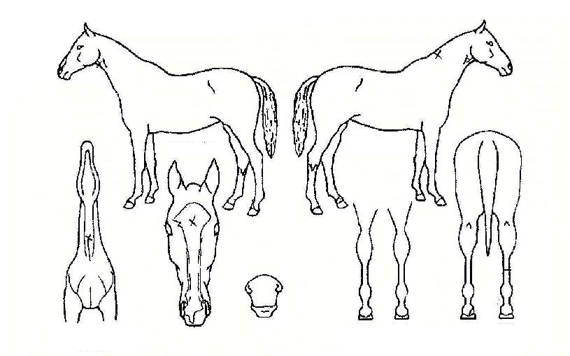 ±ÇÇÑ´ëÇàÀÇ Ãø¸é,¿ì¸é,µÞ¸é,µÎ»ó,´Ù¸®ÀÇ Æ¯Â¡µµÇØ