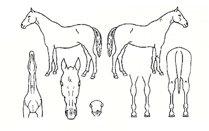 Ÿ¿öÀÇ Ãø¸é,¿ì¸é,µÞ¸é,µÎ»ó,´Ù¸®ÀÇ Æ¯Â¡µµÇØ