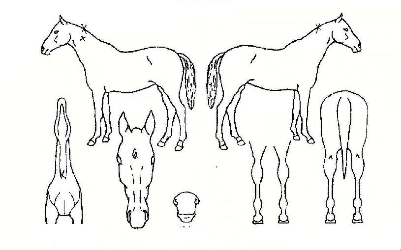 ¼±°ßÁö¸íÀÇ Ãø¸é,¿ì¸é,µÞ¸é,µÎ»ó,´Ù¸®ÀÇ Æ¯Â¡µµÇØ