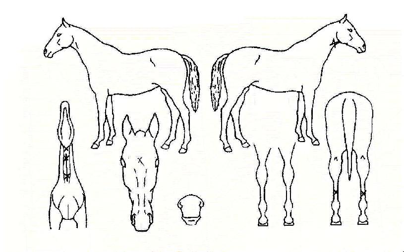 ¼¼±âÀÇ¿µ¿õÀÇ Ãø¸é,¿ì¸é,µÞ¸é,µÎ»ó,´Ù¸®ÀÇ Æ¯Â¡µµÇØ