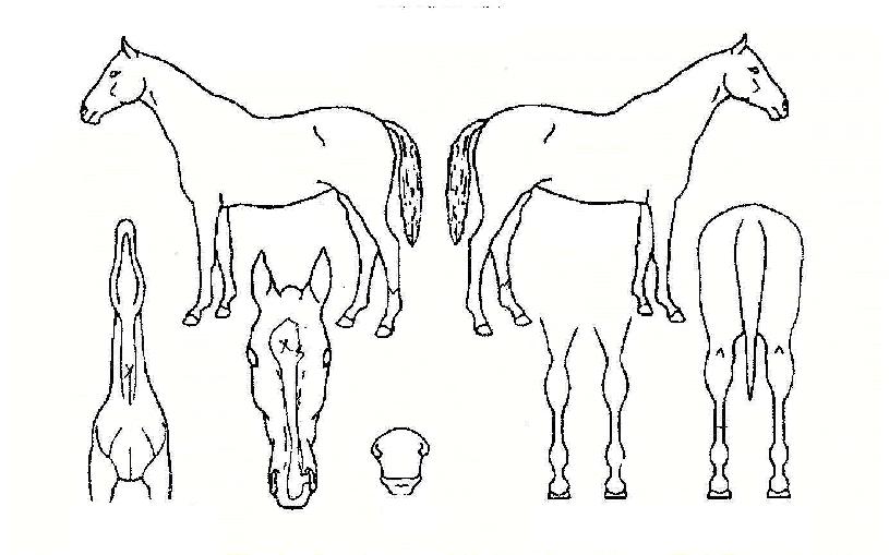 Å©¶ó¿î°ñµåÀÇ Ãø¸é,¿ì¸é,µÞ¸é,µÎ»ó,´Ù¸®ÀÇ Æ¯Â¡µµÇØ