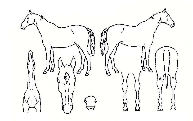 ¾¾»çÀÌµåÆ©µåÀÇ Ãø¸é,¿ì¸é,µÞ¸é,µÎ»ó,´Ù¸®ÀÇ Æ¯Â¡µµÇØ