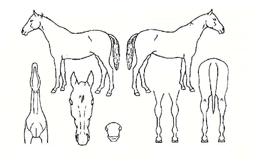 ¼±ÅÃÀÇ Ãø¸é,¿ì¸é,µÞ¸é,µÎ»ó,´Ù¸®ÀÇ Æ¯Â¡µµÇØ