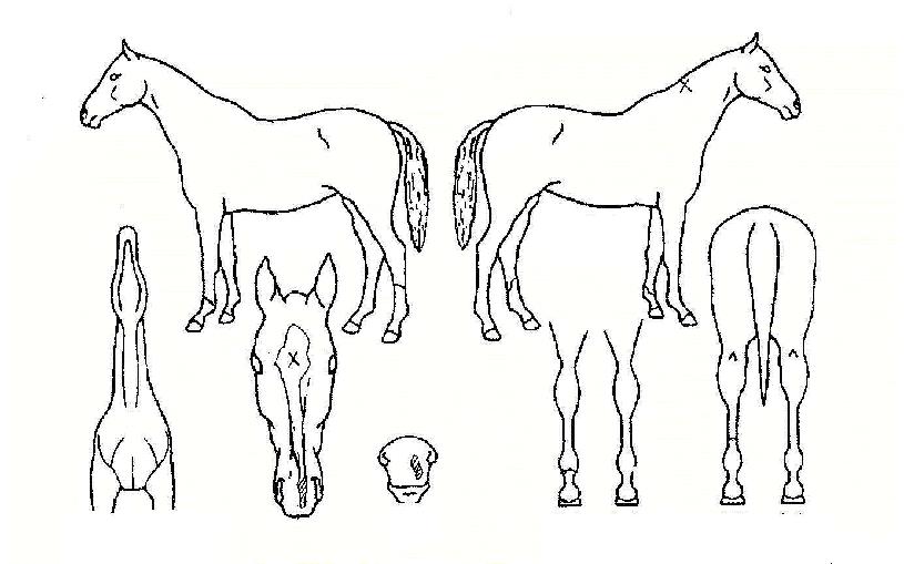 ¹Ì¶óŬ°ÉÀÇ Ãø¸é,¿ì¸é,µÞ¸é,µÎ»ó,´Ù¸®ÀÇ Æ¯Â¡µµÇØ