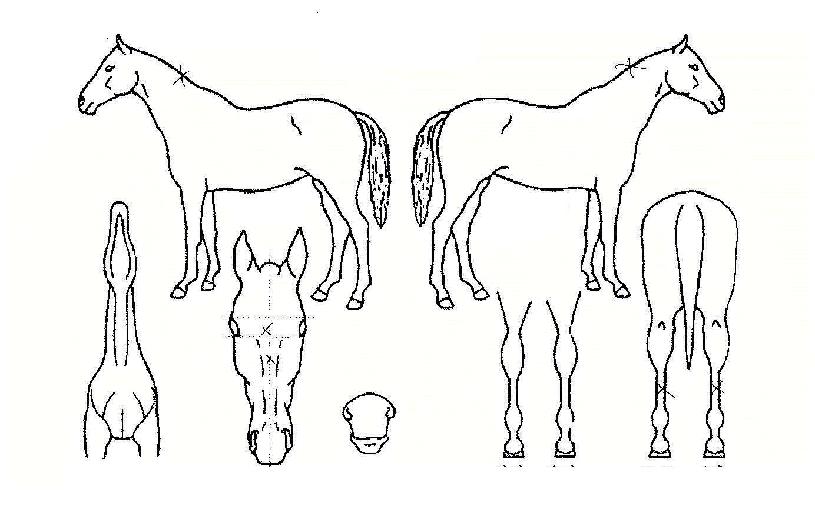 â´ëÇÑÀÇ Ãø¸é,¿ì¸é,µÞ¸é,µÎ»ó,´Ù¸®ÀÇ Æ¯Â¡µµÇØ