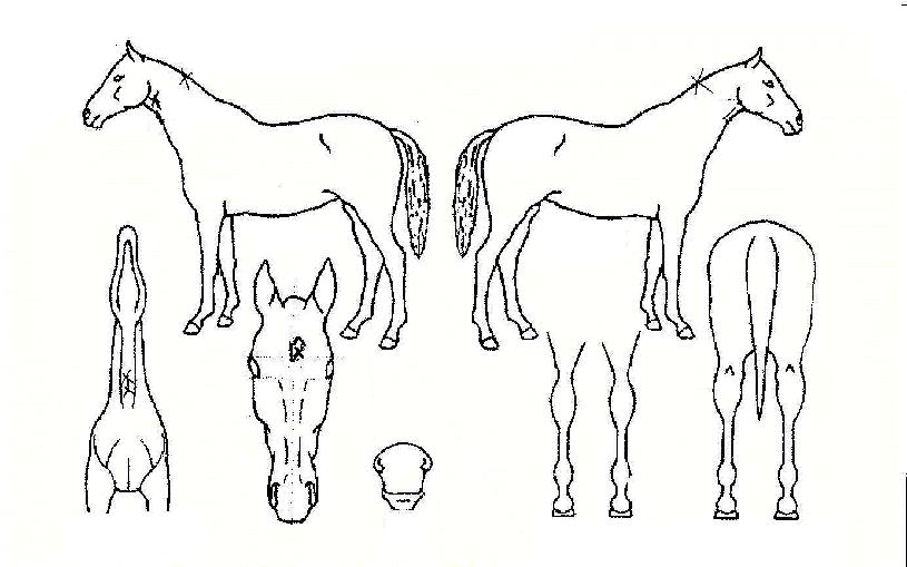 ¸ÅÁ÷´í½ºÀÇ Ãø¸é,¿ì¸é,µÞ¸é,µÎ»ó,´Ù¸®ÀÇ Æ¯Â¡µµÇØ