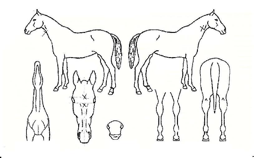 À̺£¸£³ªÀÚ¸¶ÀÇ Ãø¸é,¿ì¸é,µÞ¸é,µÎ»ó,´Ù¸®ÀÇ Æ¯Â¡µµÇØ