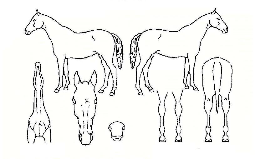 Àå±ÛÄýÀÇ Ãø¸é,¿ì¸é,µÞ¸é,µÎ»ó,´Ù¸®ÀÇ Æ¯Â¡µµÇØ