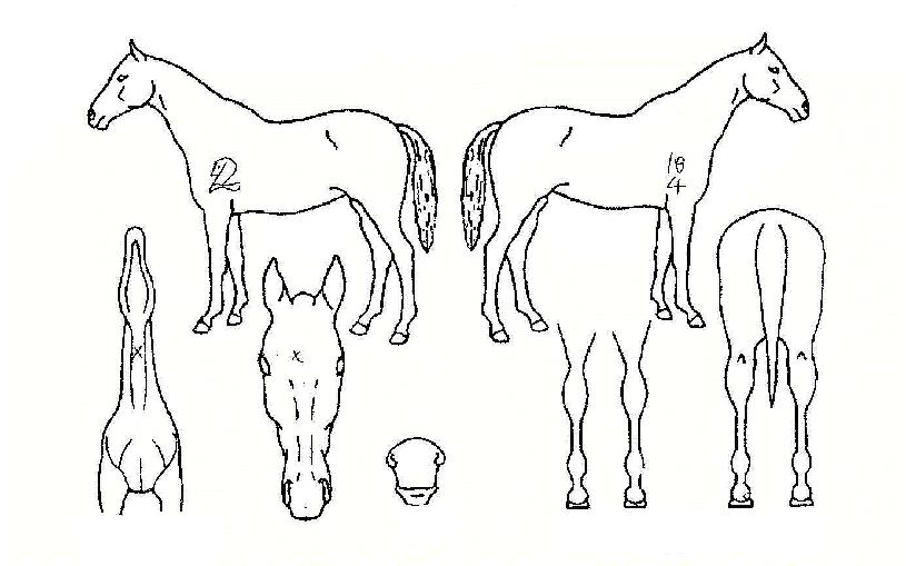 Äݷμ¼¿òÀÇ Ãø¸é,¿ì¸é,µÞ¸é,µÎ»ó,´Ù¸®ÀÇ Æ¯Â¡µµÇØ