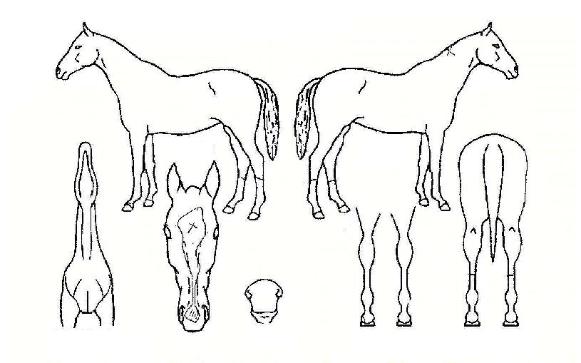 »ê¹æÃàÁ¦ÀÇ Ãø¸é,¿ì¸é,µÞ¸é,µÎ»ó,´Ù¸®ÀÇ Æ¯Â¡µµÇØ