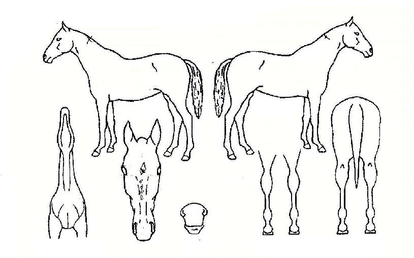 µ¿¹æ¿©°ÉÀÇ Ãø¸é,¿ì¸é,µÞ¸é,µÎ»ó,´Ù¸®ÀÇ Æ¯Â¡µµÇØ