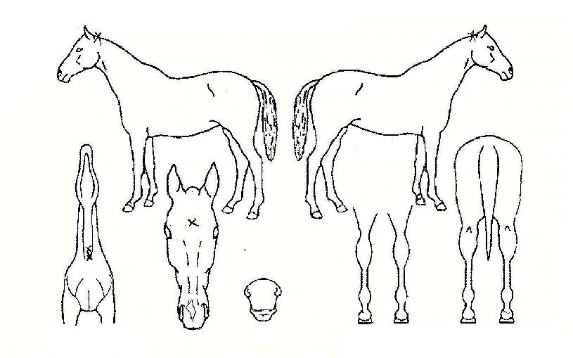 ⵿ÀǺûÀÇ Ãø¸é,¿ì¸é,µÞ¸é,µÎ»ó,´Ù¸®ÀÇ Æ¯Â¡µµÇØ