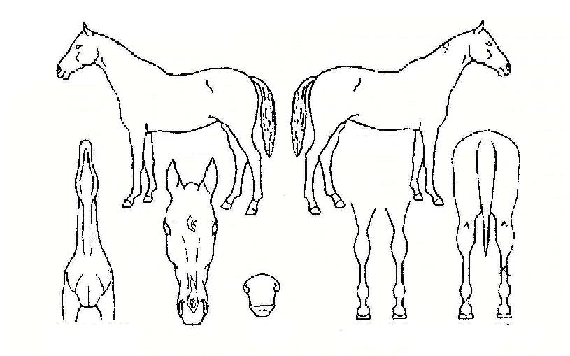 û¿î¹Ù¶÷ÀÇ Ãø¸é,¿ì¸é,µÞ¸é,µÎ»ó,´Ù¸®ÀÇ Æ¯Â¡µµÇØ