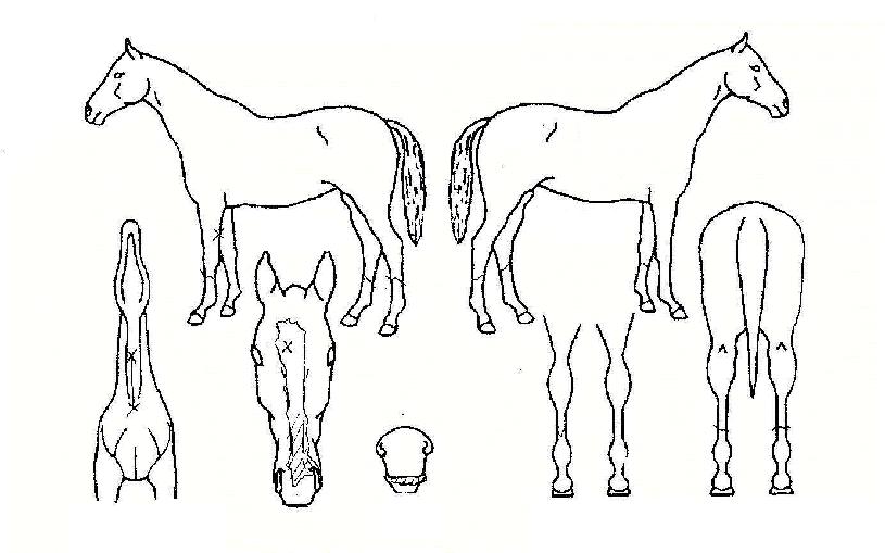 ¸ð·¡ÀüÅõÀÇ Ãø¸é,¿ì¸é,µÞ¸é,µÎ»ó,´Ù¸®ÀÇ Æ¯Â¡µµÇØ