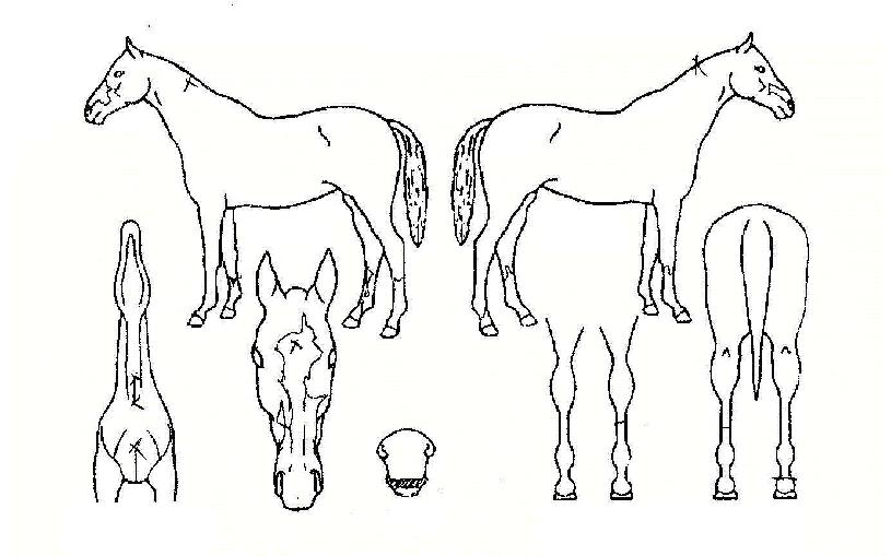 ž缱ÀÇ Ãø¸é,¿ì¸é,µÞ¸é,µÎ»ó,´Ù¸®ÀÇ Æ¯Â¡µµÇØ