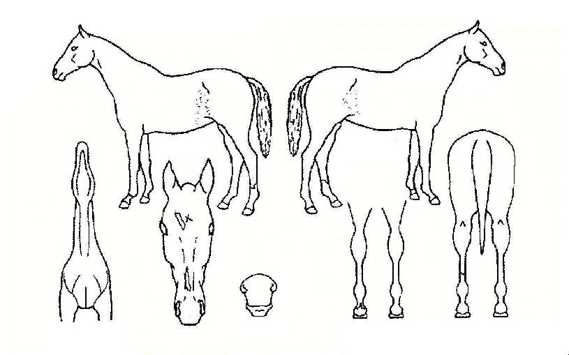 ½ºÅèȣũÀÇ Ãø¸é,¿ì¸é,µÞ¸é,µÎ»ó,´Ù¸®ÀÇ Æ¯Â¡µµÇØ