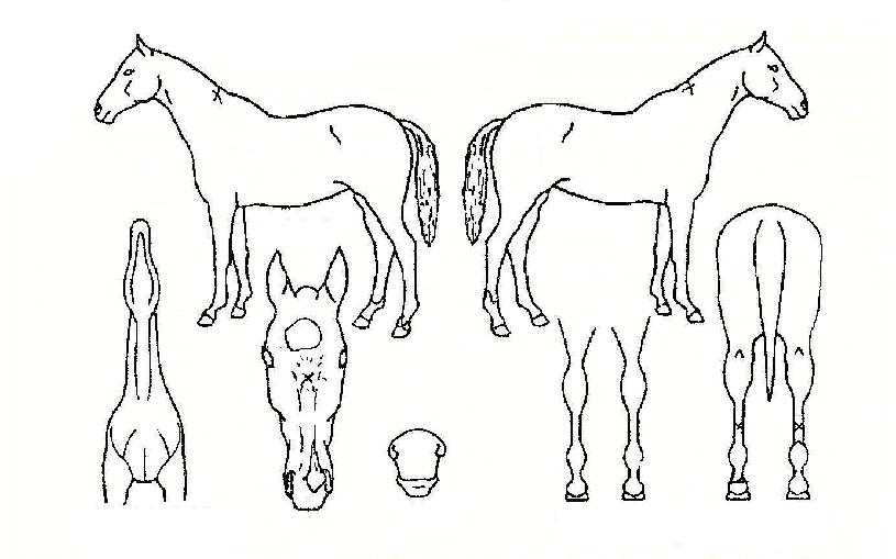 ¿øÅ¹ÀDZâ»çÀÇ Ãø¸é,¿ì¸é,µÞ¸é,µÎ»ó,´Ù¸®ÀÇ Æ¯Â¡µµÇØ