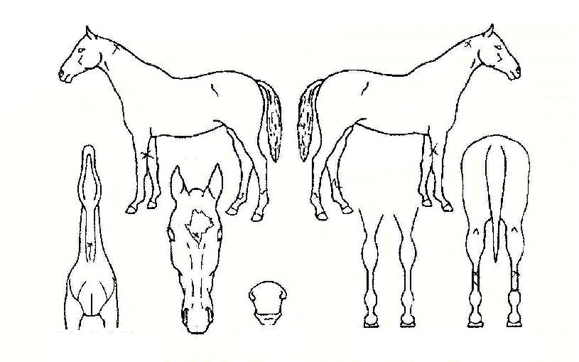 »ç³ªÀÌÀÇ Ãø¸é,¿ì¸é,µÞ¸é,µÎ»ó,´Ù¸®ÀÇ Æ¯Â¡µµÇØ