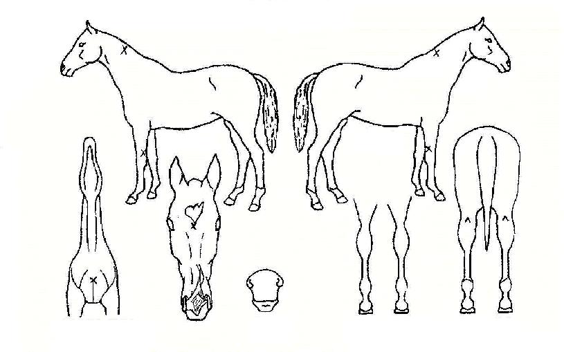 ÇÏÆ®¶óÀÎÀÇ Ãø¸é,¿ì¸é,µÞ¸é,µÎ»ó,´Ù¸®ÀÇ Æ¯Â¡µµÇØ