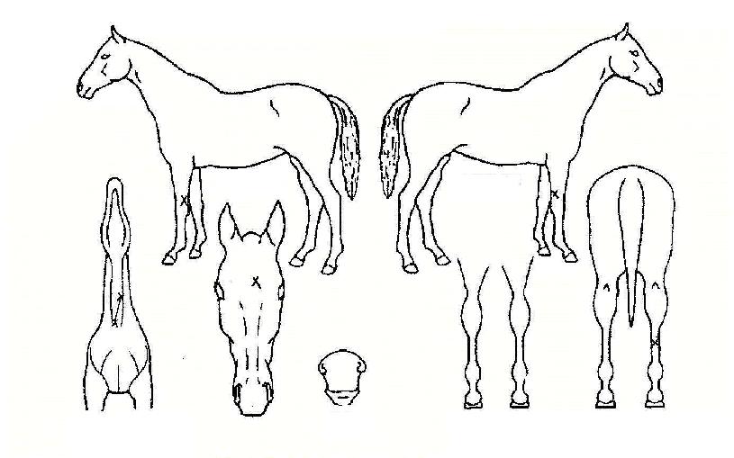 ¿ÃÆ÷¿øÀÇ Ãø¸é,¿ì¸é,µÞ¸é,µÎ»ó,´Ù¸®ÀÇ Æ¯Â¡µµÇØ