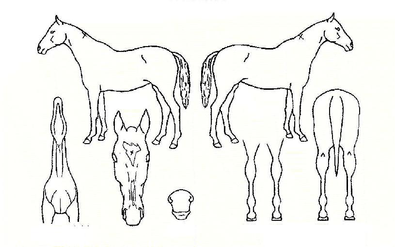 °ñµçµ¥ÀÌÀÇ Ãø¸é,¿ì¸é,µÞ¸é,µÎ»ó,´Ù¸®ÀÇ Æ¯Â¡µµÇØ