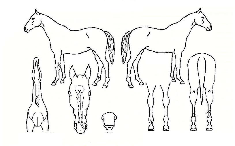 ÃÖ°Àü¼³ÀÇ Ãø¸é,¿ì¸é,µÞ¸é,µÎ»ó,´Ù¸®ÀÇ Æ¯Â¡µµÇØ