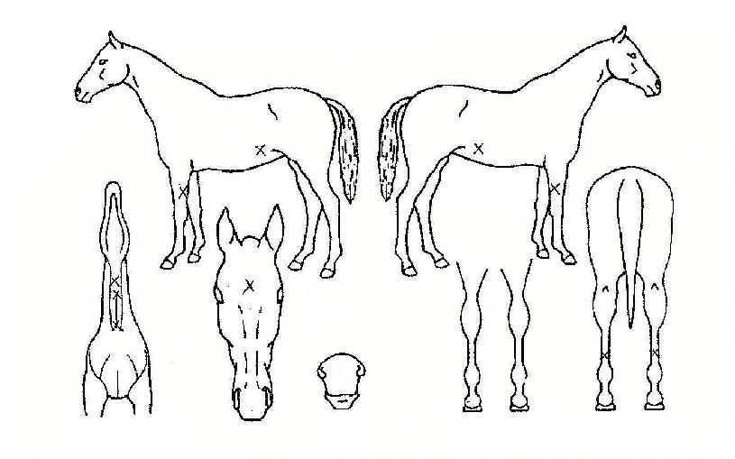 ž¿ùµåÀÚ¸¶ÀÇ Ãø¸é,¿ì¸é,µÞ¸é,µÎ»ó,´Ù¸®ÀÇ Æ¯Â¡µµÇØ