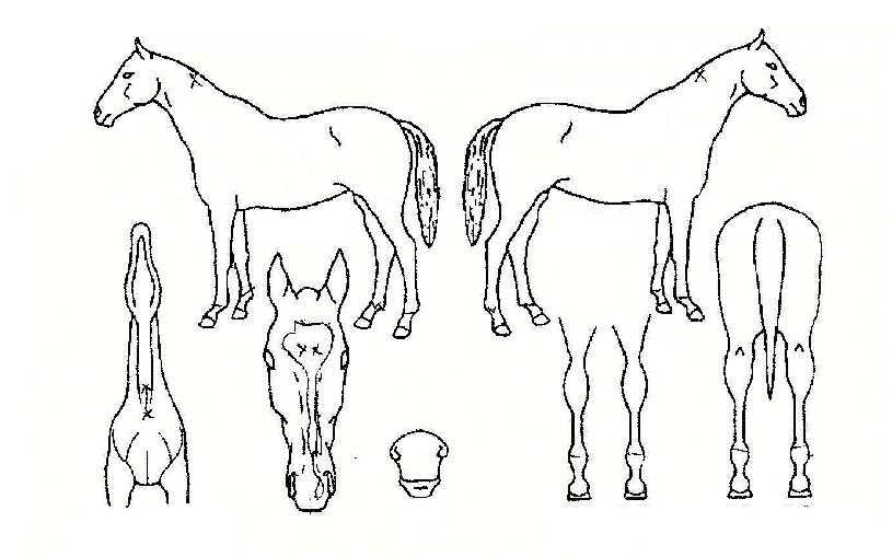 °¡¾ßÀǺûÀÇ Ãø¸é,¿ì¸é,µÞ¸é,µÎ»ó,´Ù¸®ÀÇ Æ¯Â¡µµÇØ