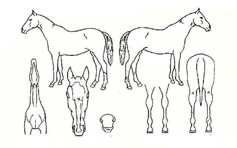 ¿¬´ëº¸ÁõÀÇ Ãø¸é,¿ì¸é,µÞ¸é,µÎ»ó,´Ù¸®ÀÇ Æ¯Â¡µµÇØ