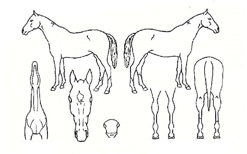 ³ªÅ¸Å»ÀÚ¸¶ÀÇ Ãø¸é,¿ì¸é,µÞ¸é,µÎ»ó,´Ù¸®ÀÇ Æ¯Â¡µµÇØ