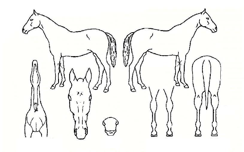 ÇÇÄ¡¿øÀÇ Ãø¸é,¿ì¸é,µÞ¸é,µÎ»ó,´Ù¸®ÀÇ Æ¯Â¡µµÇØ